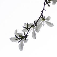 php數(shù)組排序并輸出